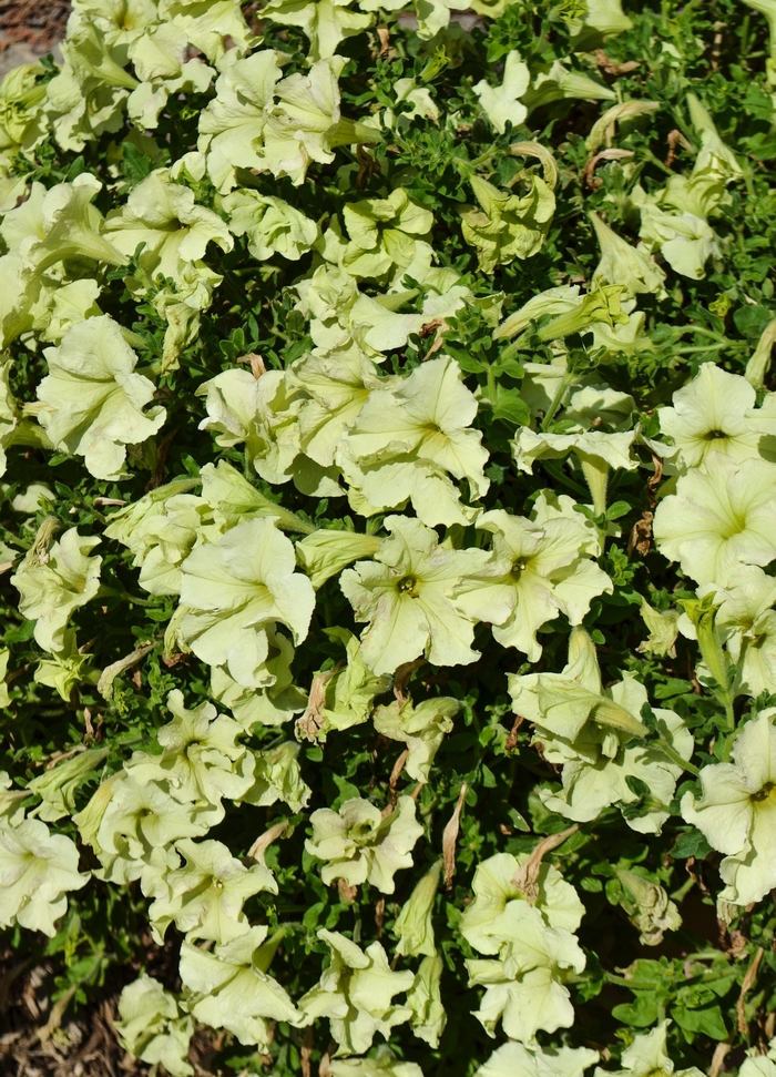 'Sophistica&reg; Lime Green' - Petunia from Milmont Greenhouses