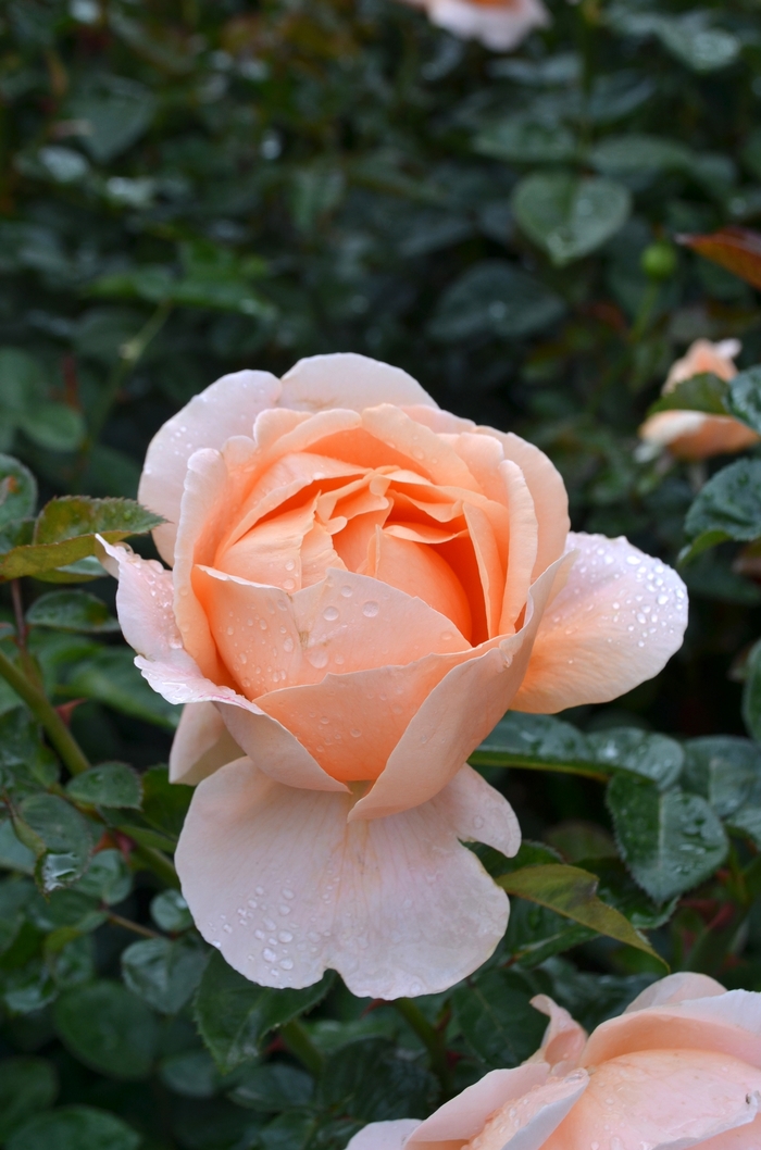 'Abbaye de Cluny&trade;' Hybrid Tea Rose - Rosa from Milmont Greenhouses