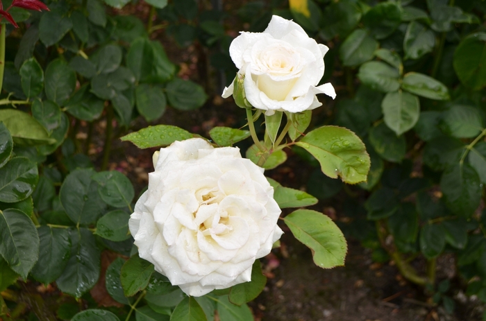 Secrets Out!&trade; Rose - Rosa from Milmont Greenhouses