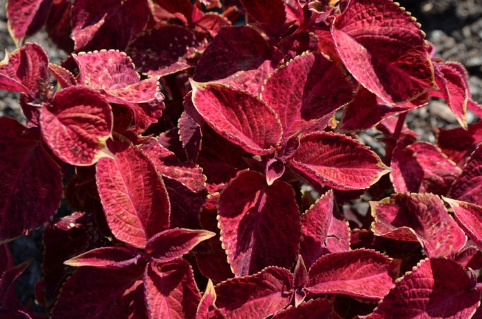Wizard&reg; 'Velvet Red' - coleus from Milmont Greenhouses
