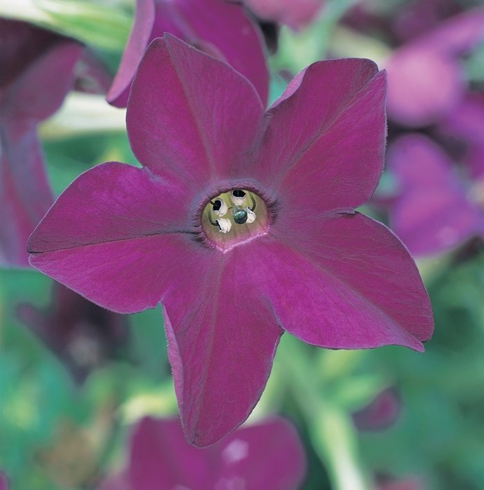Perfume 'Deep Purple' - Nicotiana x alata (Flowering Tobacco) from Milmont Greenhouses