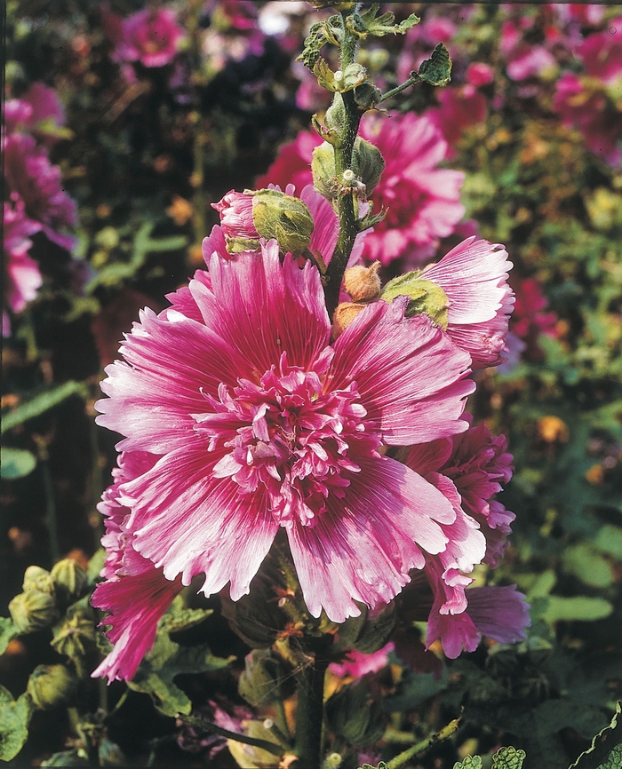'Queeny Purple' Hollyhock - Alcea rosea from Milmont Greenhouses