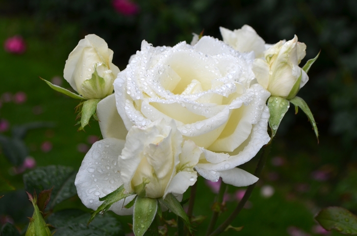 'Honor' Hybrid Tea Rose - Rosa from Milmont Greenhouses