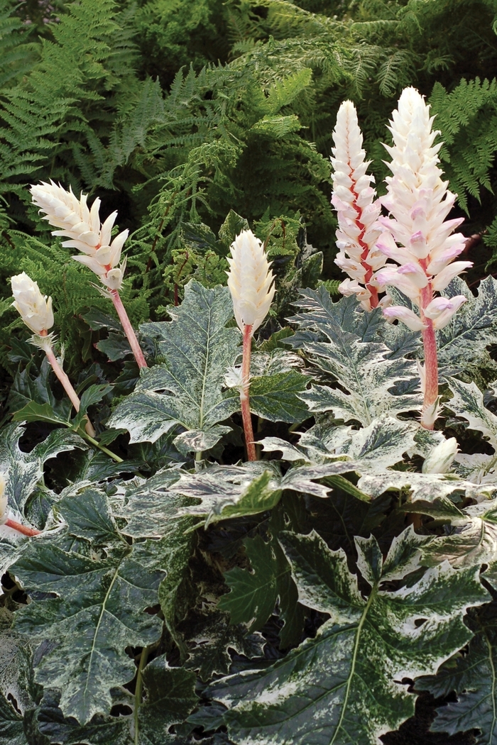 'Whitewater' Bear's Breeches - Acanthus from Milmont Greenhouses