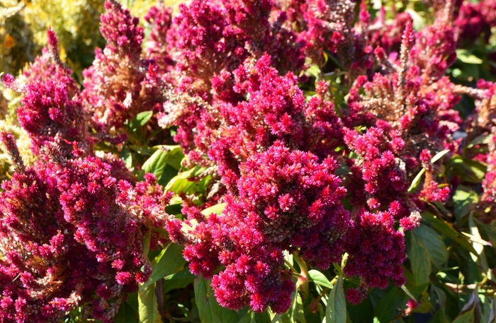 First Flame&trade; Mixture - Celosia plumosa (Cockscomb) from Milmont Greenhouses