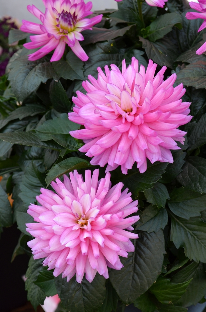 'XXL Veracruz' - Dahlia from Milmont Greenhouses