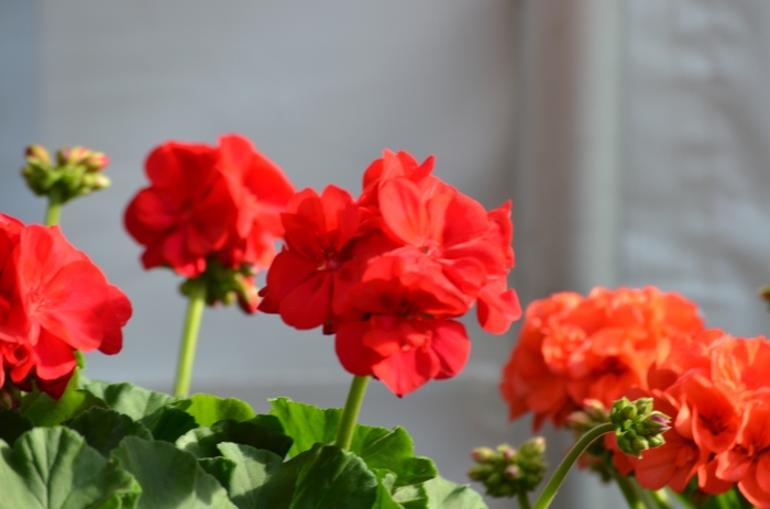 'Survivor Cherry Red' Zonal Geranium - Pelargonium x hortorum from Milmont Greenhouses