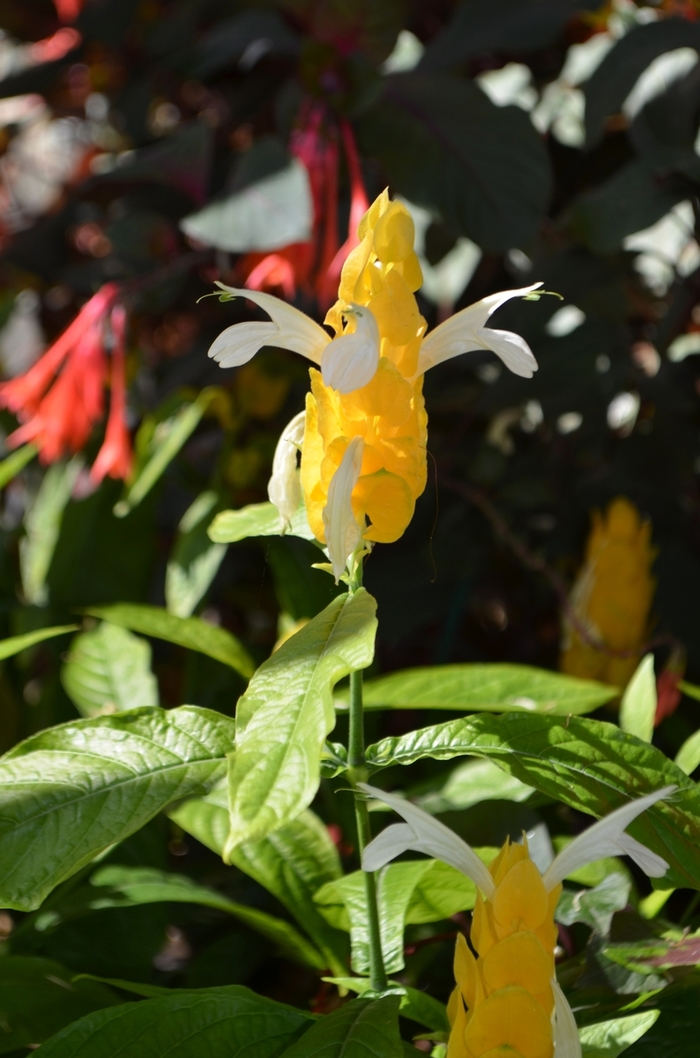 Golden Shrimp Plant - Pachystachys lutea from Milmont Greenhouses