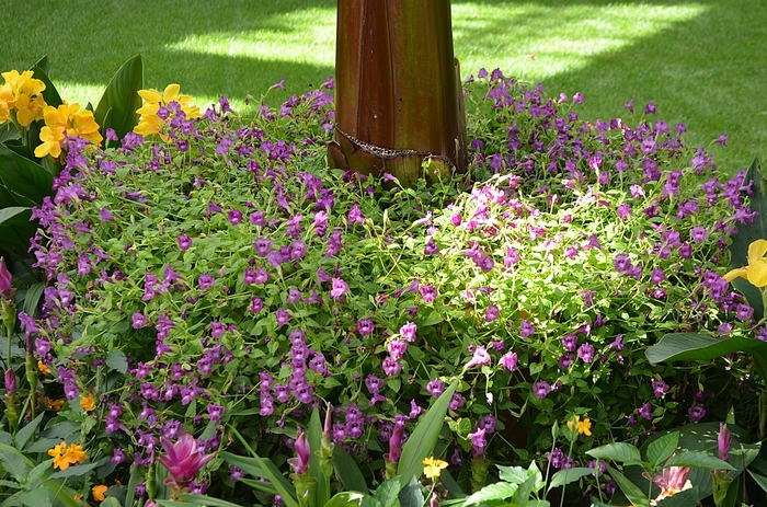Summer Wave&reg; 'Amethyst' - Torenia (Wishbone Flower) from Milmont Greenhouses