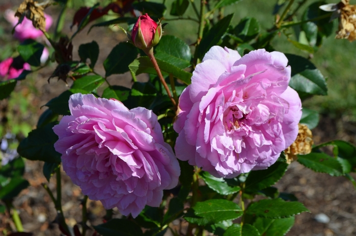 Orchid Romance&trade; Rose - Rosa from Milmont Greenhouses