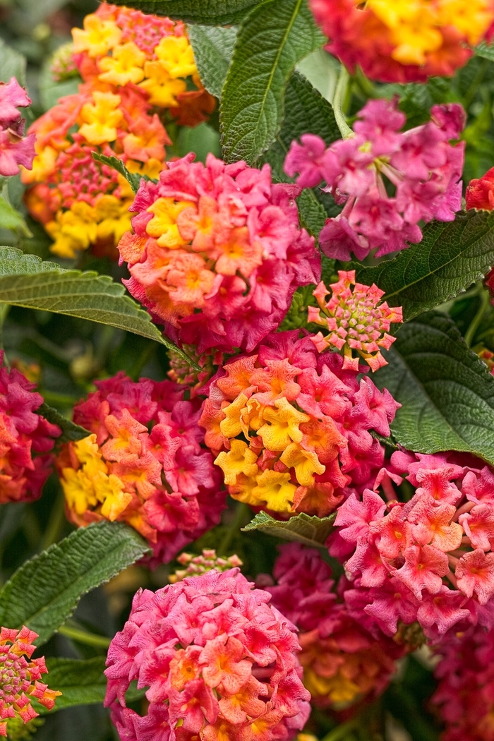 Luscious&reg; 'Berry Blend&trade;' - Lantana camara from Milmont Greenhouses