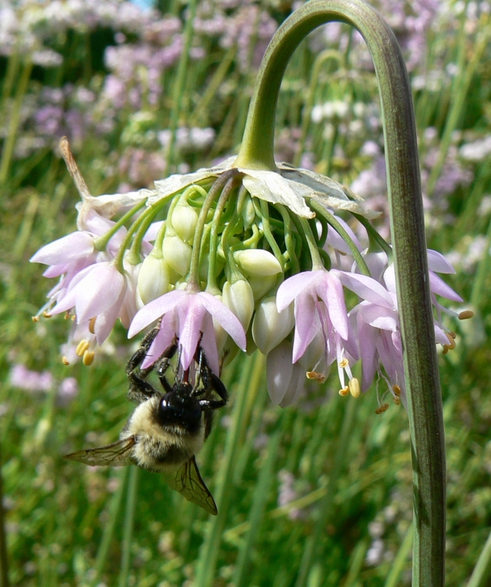 Nodding Onion - Allium cernuum from Milmont Greenhouses