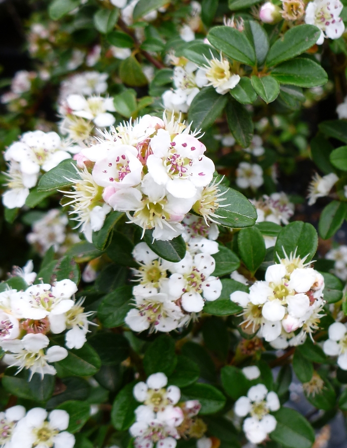 'Coral Beauty' - Cotoneaster dammeri from Milmont Greenhouses