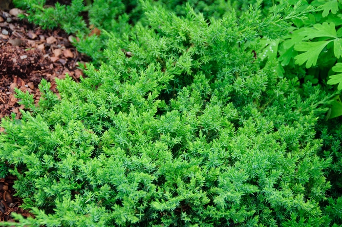'Nana' Japanese Garden Juniper - Juniperus procumbens from Milmont Greenhouses