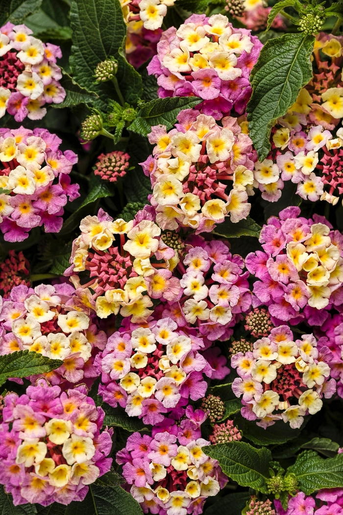 Luscious&reg; 'Pinkberry Blend' - Lantana camara from Milmont Greenhouses