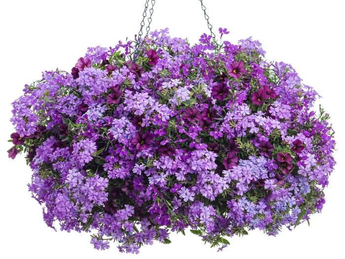 Luguna&reg; 'Ultraviolet&trade;' - Lobelia erinus from Milmont Greenhouses