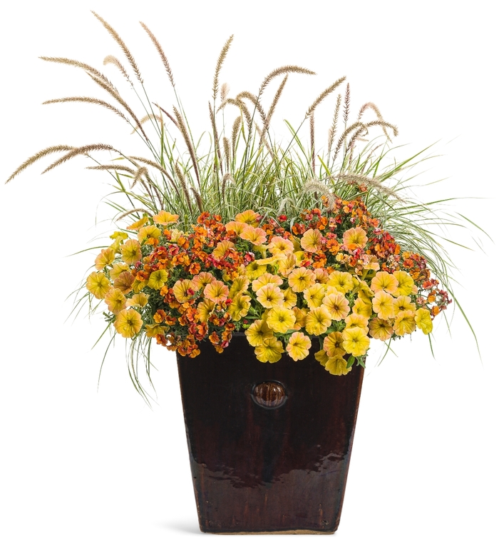 Supertunia&reg; 'Honey&trade;' - Petunia from Milmont Greenhouses
