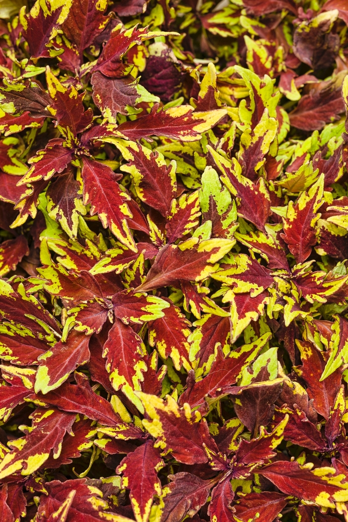 ColorBlaze&reg; 'Royale Apple Brandy&reg;' - coleus scutellarioides from Milmont Greenhouses