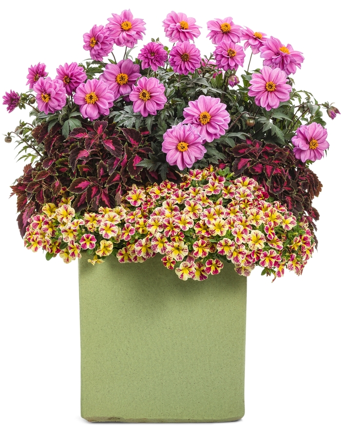 ColorBlaze&reg; 'Velveteen&reg;' - coleus scutellarioides from Milmont Greenhouses