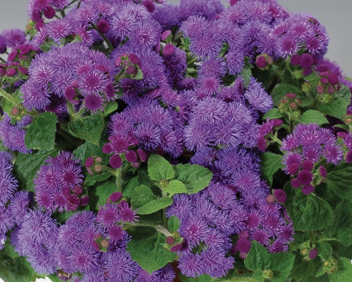 Artist&reg; Blue - Ageratum houstonianum (Flossflower) from Milmont Greenhouses