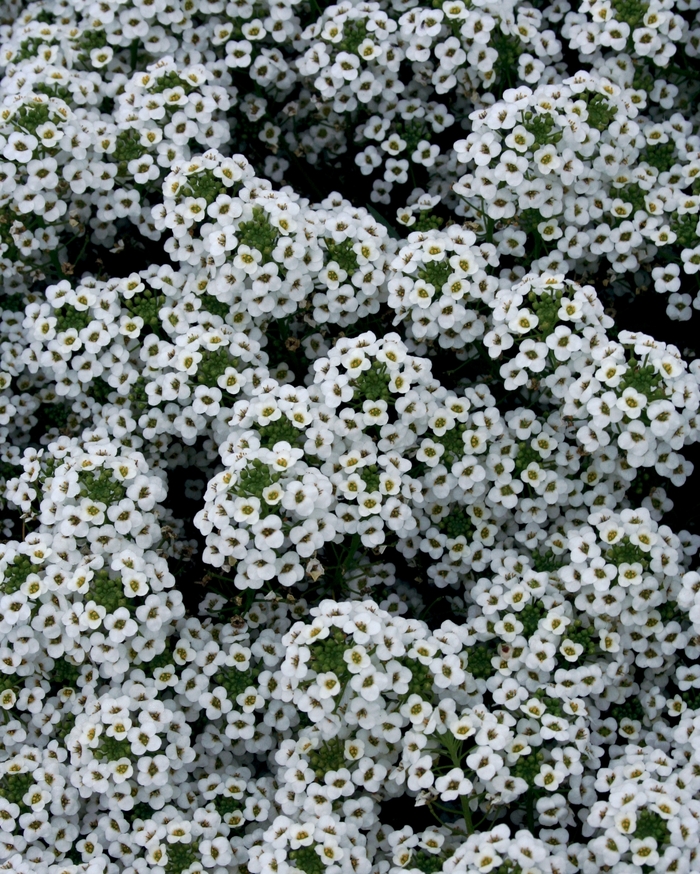 'Snow Princess&reg;' Alyssum - Lobularia from Milmont Greenhouses