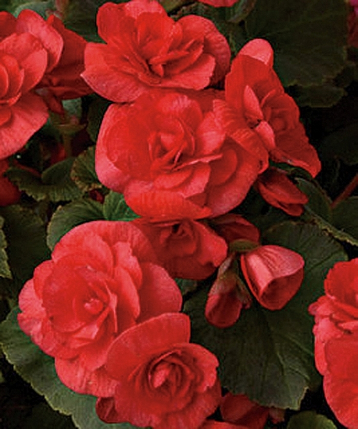 Solenia&reg; 'Red' - Begonia x hiemalis (Rieger Begonia) from Milmont Greenhouses