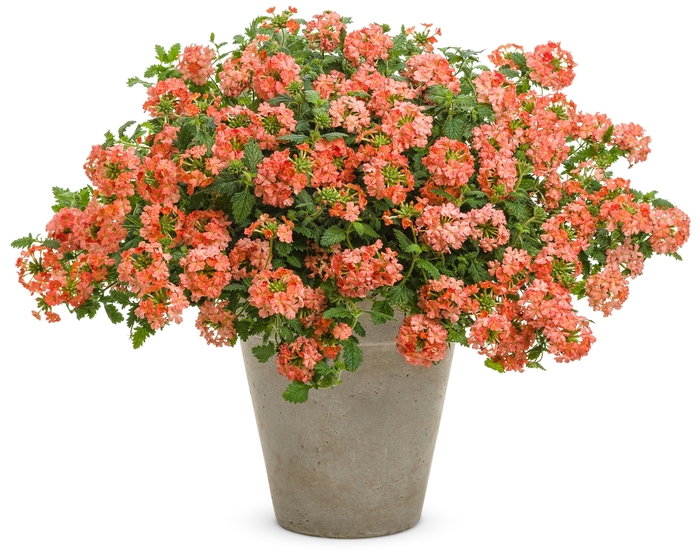Superbena Royale&reg; 'Peachy Keen' - Verbena from Milmont Greenhouses