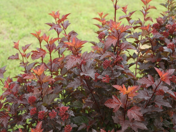 'Ginger Wine&reg;' Ninebark - Physocarpus opulifolius from Milmont Greenhouses