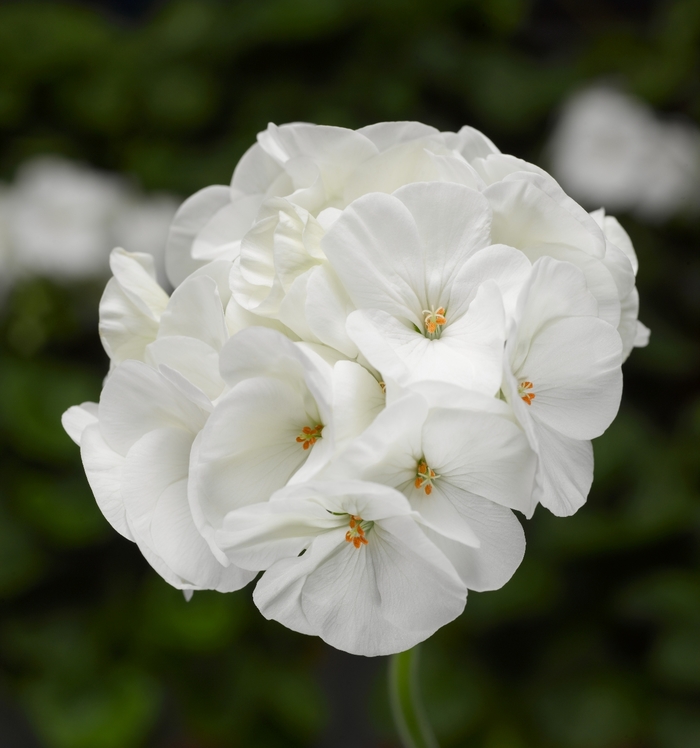 Pinto&trade; Premium White - Pelargonium x hortorum (Zonal Geranium) from Milmont Greenhouses