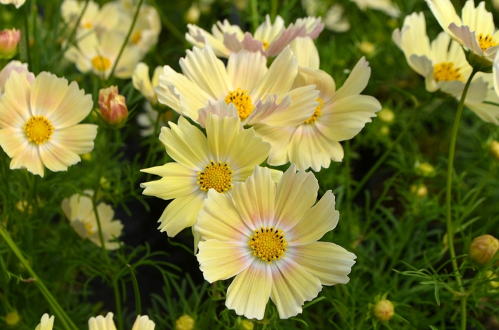 'Lemonade' - Cosmos bipinnatus from Milmont Greenhouses