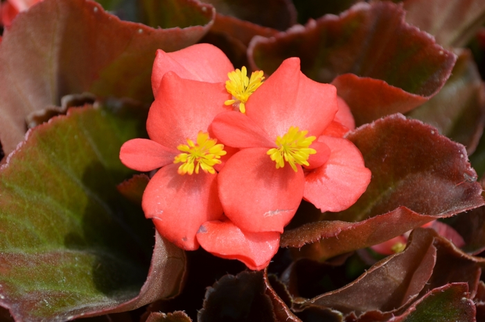 Cocktail&reg; Vodka - Begonia semperflorens (Wax Begonia) from Milmont Greenhouses