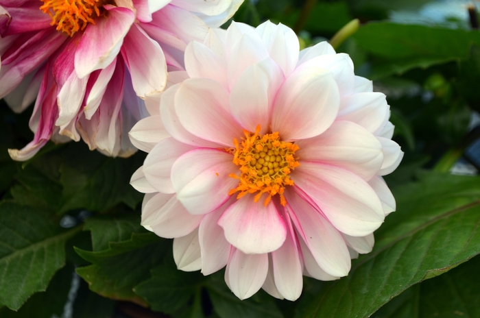 LaBella&reg; 'Medio Fun Pink Eye' - Dahlia from Milmont Greenhouses