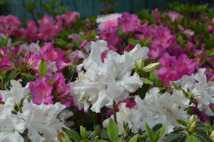 Encore&reg; 'Autumn Lily&reg;' - Rhododendron (Azalea) from Milmont Greenhouses
