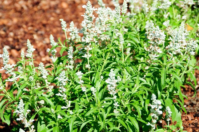 Cathedral&trade; 'White' - Salvia farinacea from Milmont Greenhouses
