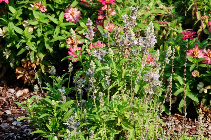 Cathedral&trade; 'Lavender' - Salvia farinacea from Milmont Greenhouses