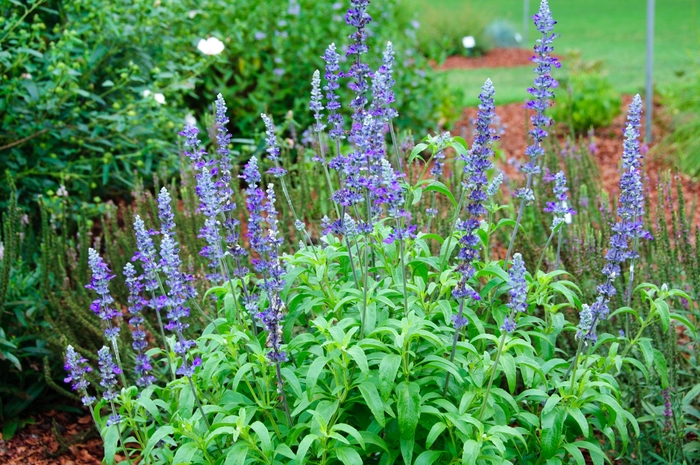 Cathedral&trade; 'Purple' - Salvia farinacea from Milmont Greenhouses