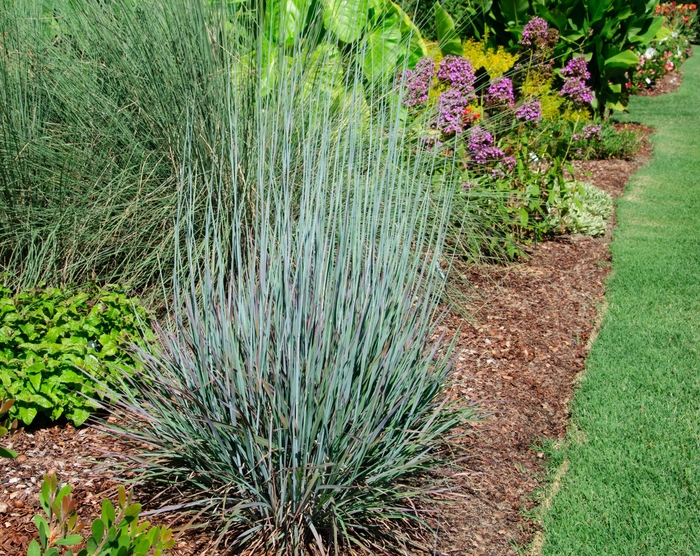 'Standing Ovation' Little Bluestem - Schizachyrium scoparium from Milmont Greenhouses