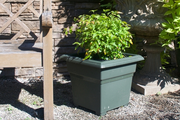 'Firepower' Heavenly Bamboo - Nandina domestica from Milmont Greenhouses