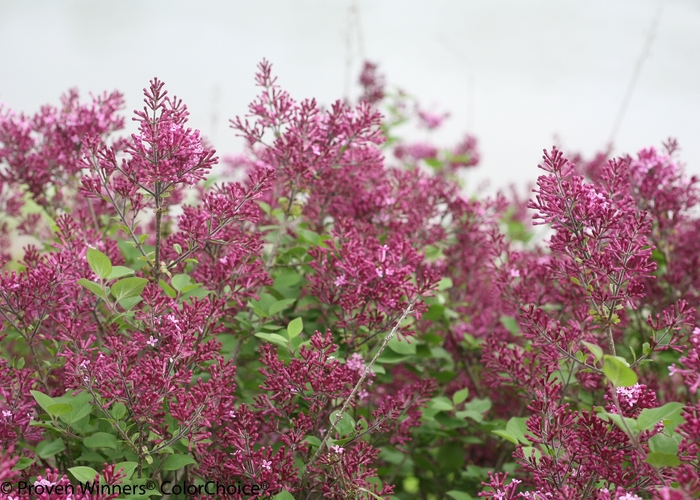 Bloomerang&reg; 'Dark Purple' - Syringa (Reblooming Lilac) from Milmont Greenhouses