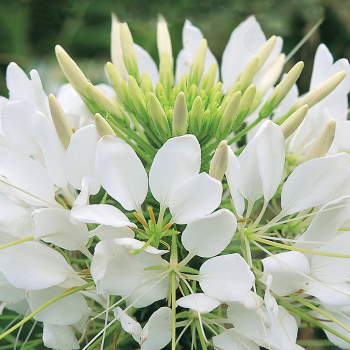 Sparkler&trade; 'White' - Cleome hassleriana (Spider Flower) from Milmont Greenhouses