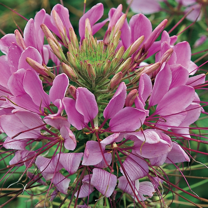 Sparkler&trade; 'Lavender' - Cleome hassleriana (Spider Flower) from Milmont Greenhouses