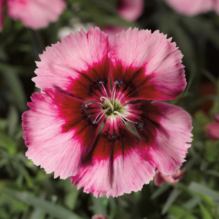 Venti Parfait&trade; 'Crimson Eye' - Dianthus chinensis (Pinks) from Milmont Greenhouses