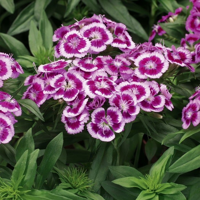 Barbarini&reg; 'Purple Picotee' - Dianthus barbatus (Sweet William) from Milmont Greenhouses