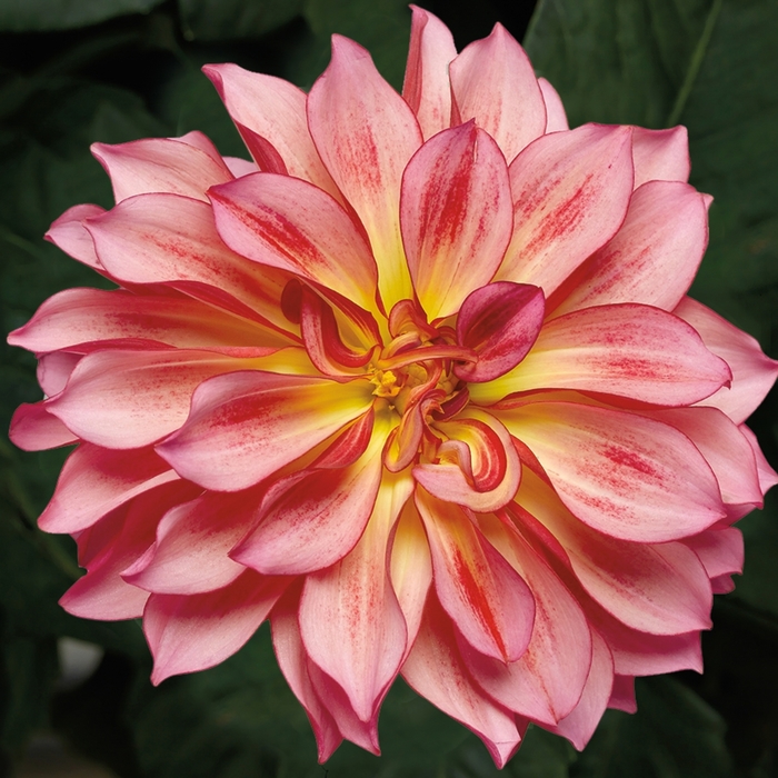 Grandalia&trade; Sunrise - Dahlia from Milmont Greenhouses