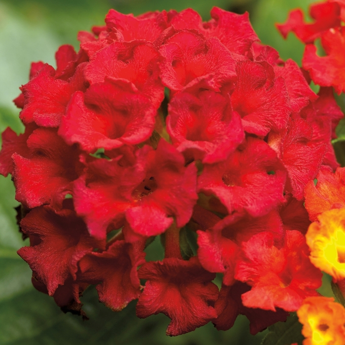 Bandana&reg; 'Red' - Lantana camara from Milmont Greenhouses