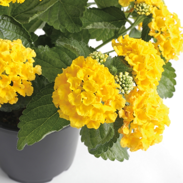 Bandana&reg; 'Yellow' - Lantana camara from Milmont Greenhouses
