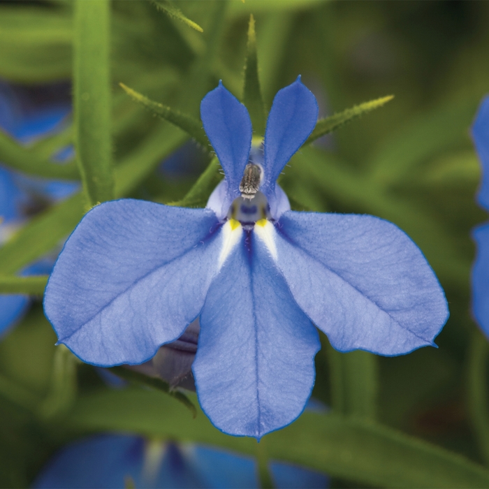 Techno&reg; Electric Blue - Lobelia erinus from Milmont Greenhouses