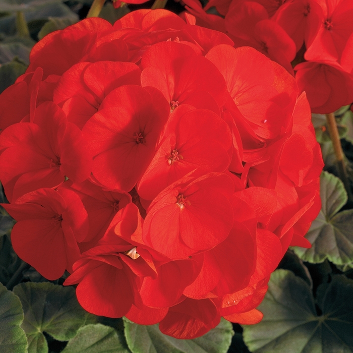 BullsEye&trade; 'Scarlet' - Pelargonium x hortorum (Zonal Geranium) from Milmont Greenhouses