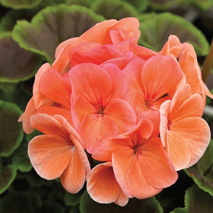 BullsEye&trade; 'Salmon' - Pelargonium x hortorum (Zonal Geranium) from Milmont Greenhouses