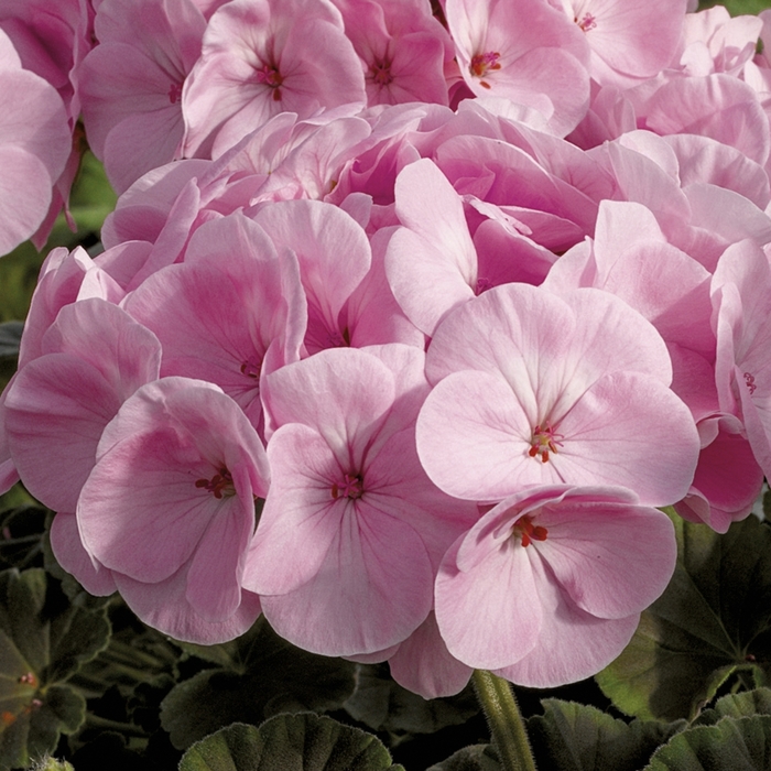 BullsEye&trade; 'Light Pink' - Pelargonium x hortorum (Zonal Geranium) from Milmont Greenhouses